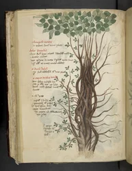 Mangrove Tree, from A Herbal, Belluno