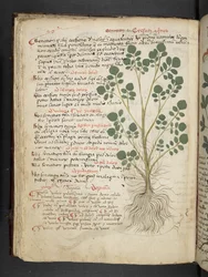 A herbal, Belluno