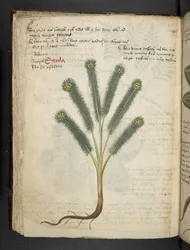 A Herbal, Belluno