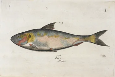 Agone, illustration from 