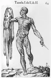 Anatomical Study, plate 64, illustration from Anatomia del corpo humano by Juan de Valverde, Rome, 1560