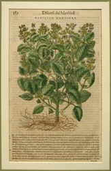 Basil, a botanical plate from the Discorsi by Pietro Andrea Mattioli, published in Venice, 1570