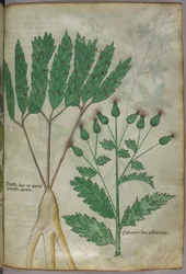 Botanical Illustration, circa 1440