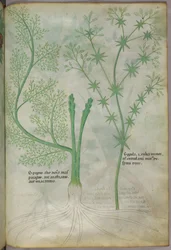 Botanical illustration, c.1440
