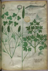 Botanical illustration, c.1440