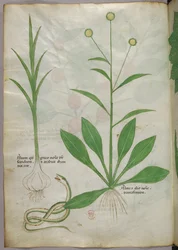 Botanical illustration, c.1440