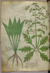 Botanical illustration, c.1440