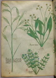 Botanical illustration, c.1440