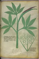 Botanical illustration, c.1440