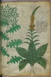 Botanical illustration, c.1440