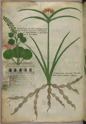 Botanical illustration, c.1440