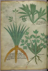 Botanical illustration, c.1440
