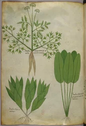 Botanical illustration, c.1440
