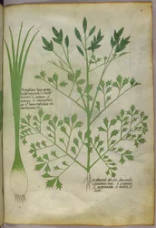 Botanical illustration, c.1440