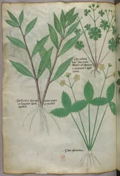 Botanical illustration, c.1440