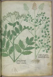 Botanical illustration, c.1440