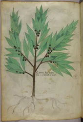 Botanical illustration, c.1440