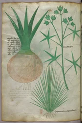 Botanical illustration, c.1440