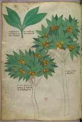 Botanical illustration, c.1440