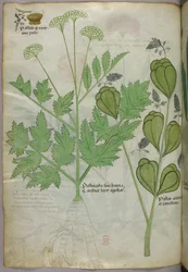 Botanical illustration, c.1440