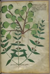 Botanical illustration, c.1440