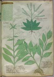 Botanical illustration, c.1440