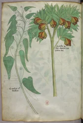 Botanical illustration, c.1440