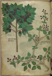 Botanical illustration, c.1440
