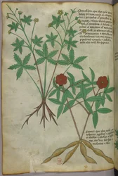Botanical illustration, c.1440