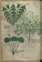 Botanical illustration, c.1440