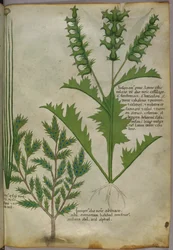 Botanical illustration, c.1440