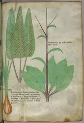 Botanical illustration, c.1440