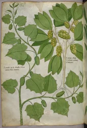 Botanical illustration, c.1440