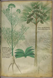 Botanical illustration, c.1440
