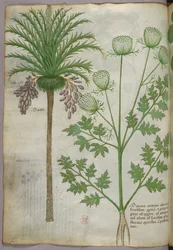 Botanical illustration, c.1440