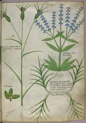 Botanical illustration, c.1440
