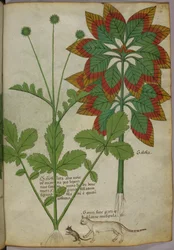 Botanical illustration, from Herbal, Tractatus de Herbis, Sloane 4016 f.40r, c.1440