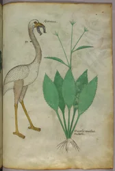 Botanical illustration of a plant with a flamingo-like bird, c.1440