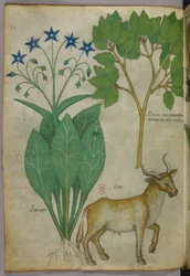 Botanical illustration of plants and a bull