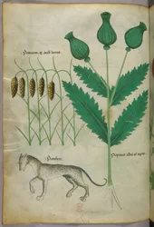 Botanical illustration of plants and a panther
