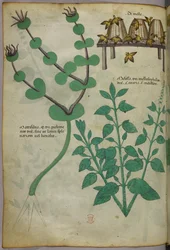 Botanical illustration of plants and beehives with bees, c.1440