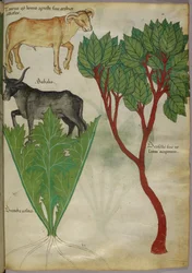 Botanical illustration of plants and bulls, c.1440