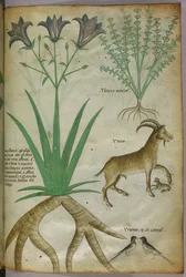 Botanical illustration of plants, birds and goats, c.1440