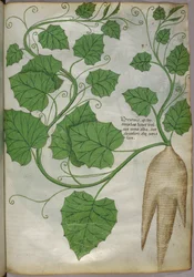 Botanical illustration of plants, c.1440