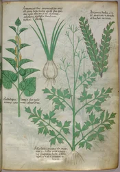 Botanical illustration of plants, c.1440