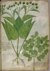 Botanical illustration of plants, c.1440