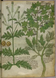 Botanical illustration of plants, c.1440