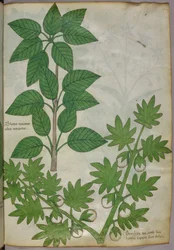 Botanical illustration of plants, c.1440