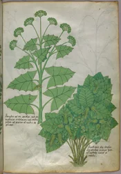 Botanical illustration of plants