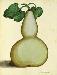 Calabash by Ulisse Aldrovandi